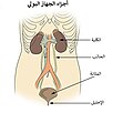 Arabic (JPEG)